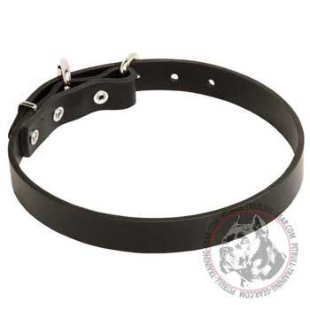Everyday 1 inch wide leather Pit Bull Collar