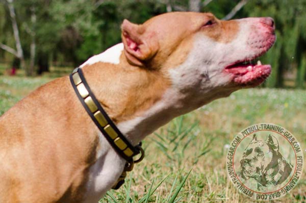 Easy Adjustable Leather Pit Bull Collar with Brass Plates