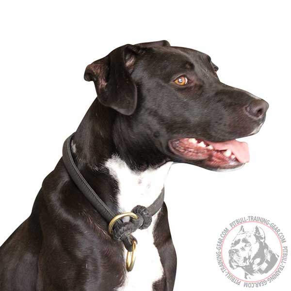 Pit Bull Choke Collar Leather with Brass Rings for Easy Handling