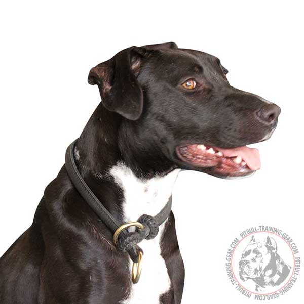 Leather Pit Bull Choke Collar with Brass Rings for its Tightness Regulation