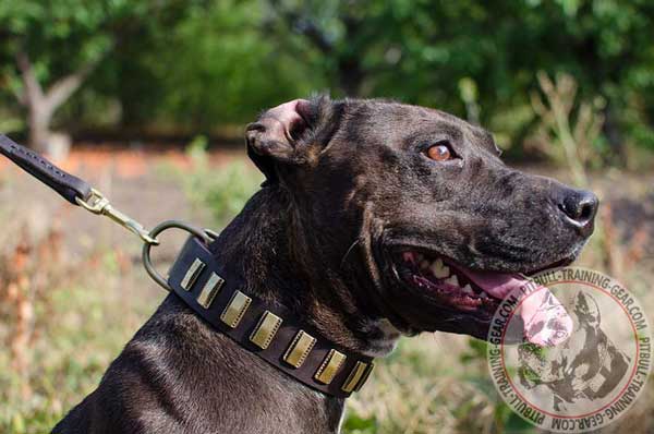 Decorated Leather Dog Collar for Pit Bull Breed