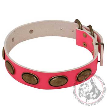 Designer Pink Leather Pit Bull Collar with Oval Brass Plates
