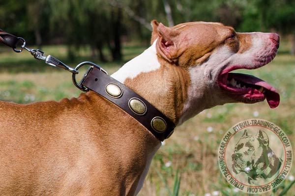 Wide Leather Pit Bull Collar for Walking with Vintage Oval Decorations