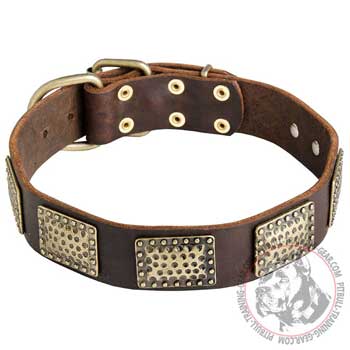 Walking Leather Pit Bull Collar with Vintage Brass Plates