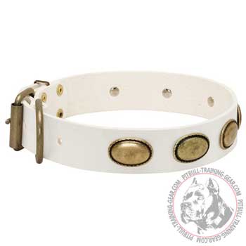 White Leather Pit Bull Collar with Brass Fittings Riveted for Durability