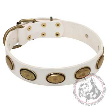 Walking White Leather Pit Bull Collar with Oval Brass Plates