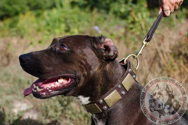 Leather Pit Bull Collar with D-Ring for Leash Attachment Designer Leather Dog Collar for Pit Bull with D-Ring for Leash Attachment