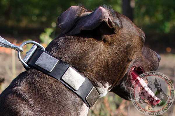 Designer Leather Pit Bull Collar with Massive Vintage Plates