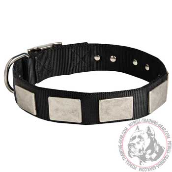 Training Plated Nylon Pit Bull Collar