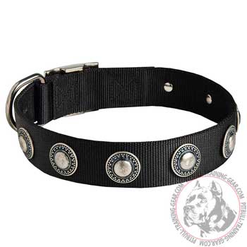 Training Nylon Pit Bull Collar with Conchos