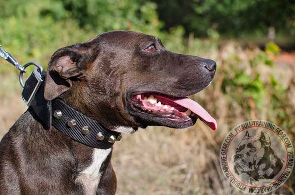 Designer Nylon Pit Bull Collar with Studs