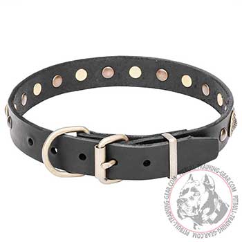 Walking Pitbull Dog Collar, strong belt buckle