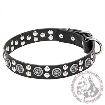 Walking Pitbull Collar, handmade