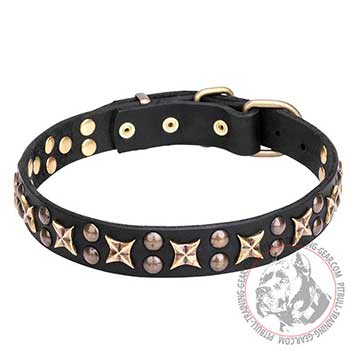 Dog Collar for Pit Bulls with rustproof brass plated fineries