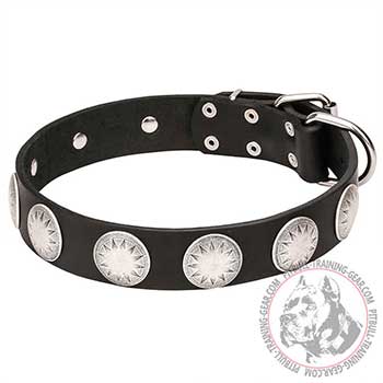 Dog Collar for Pitbulls made of genuine leather