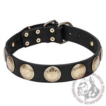 Full grain leather Pitbull collar, brass studs with stars