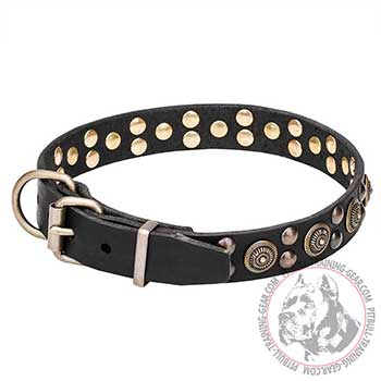 Pit Bull Dog Collar with Brass Hardware