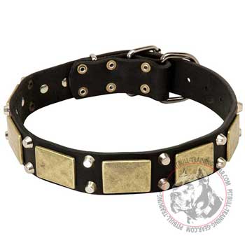 Leather Pit Bull Terrier Collar with Hand Set Decoration for Walks in Style