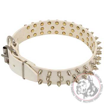 White Leather Pitbull Collar with Riveted Nickel-Plated Fittings