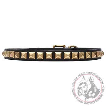 Pit Bull Dog Collar with Rustproof Studs