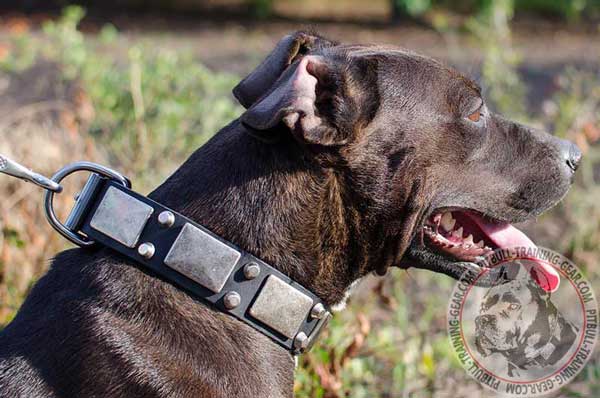 Designer walking leather Pit Bull collar