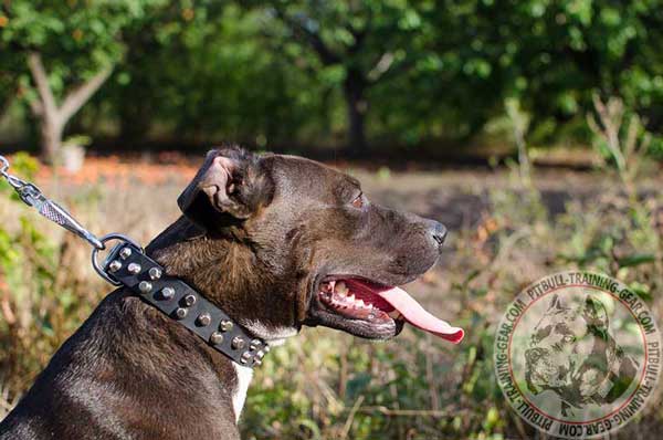 Handmade walking leather Pit Bull collar