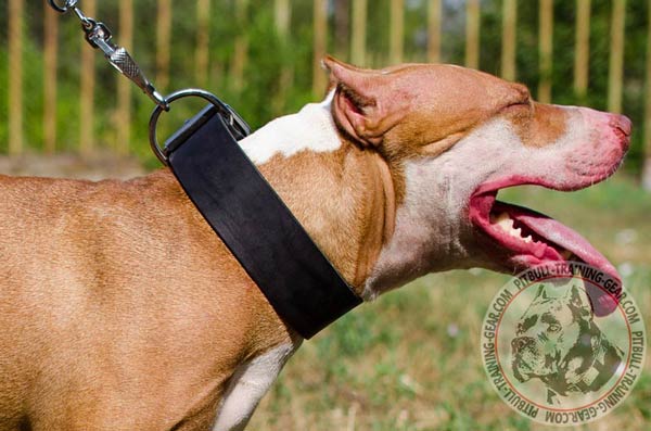 Leather Pit Bull collar for obedience training