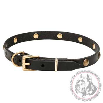 Rustproof Brass Buckle of Pit Bull Dog Collar