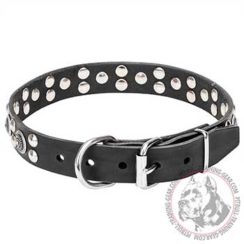 Pit Bull Dog Collar with Chrome Hardware