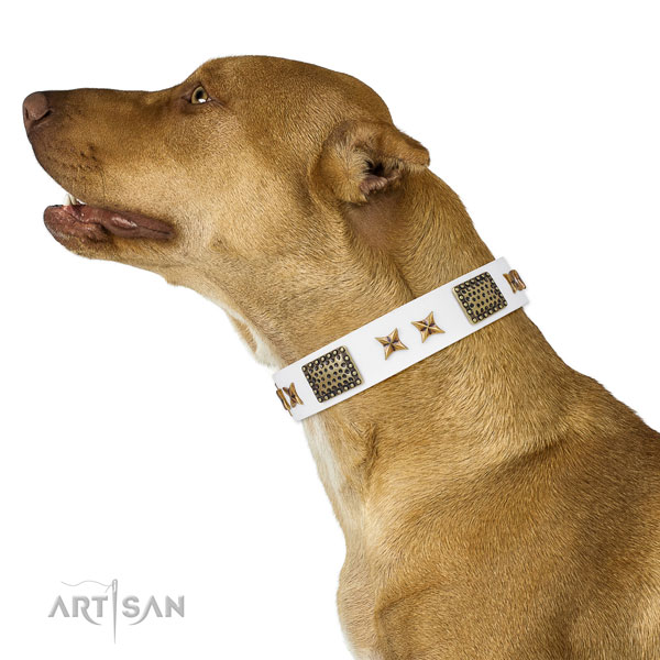 Stylish design adornments on daily walking genuine leather dog collar