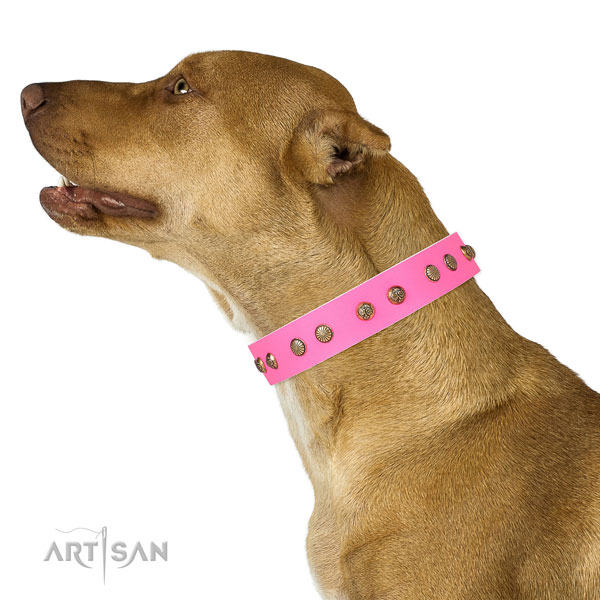 Stylish studs on walking genuine leather dog collar