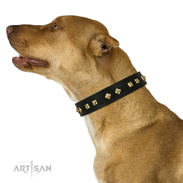 Amazing decorations on everyday walking genuine leather dog collar