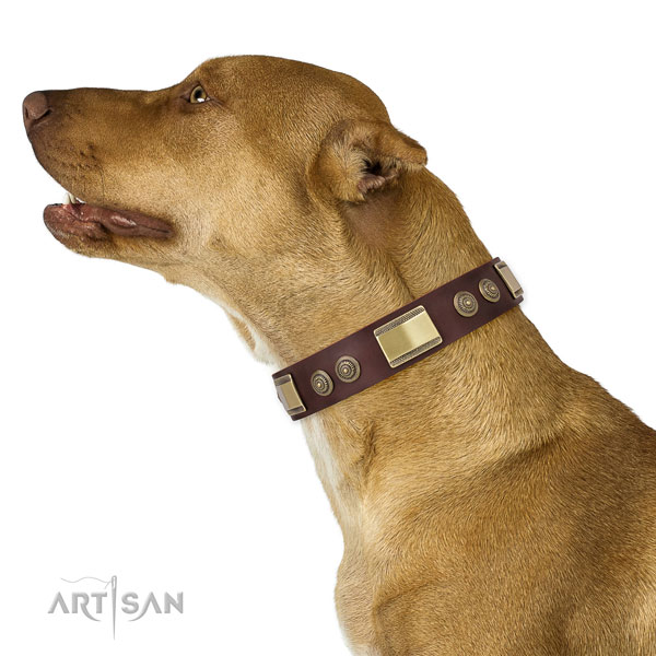 Amazing decorations on handy use dog collar