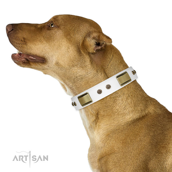 Daily use dog collar of natural leather with remarkable adornments