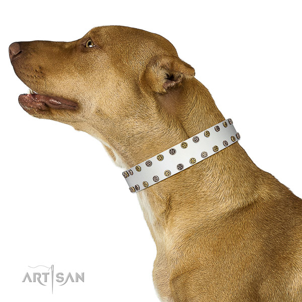 Impressive full grain natural leather dog collar with strong decorations