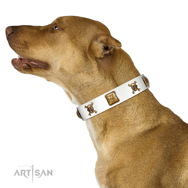 Top notch full grain leather dog collar with durable adornments