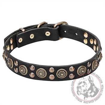 Pit Bull Dog Collar with Brass Decorations