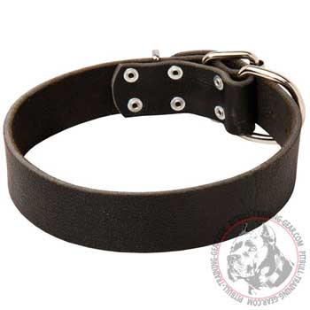 Leather Pitbull Collar with Buckle Adjustable