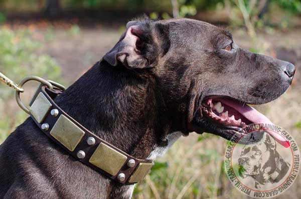 Perfectly Adjustable Leather Pitbull Collar with Goldish Brass Plates