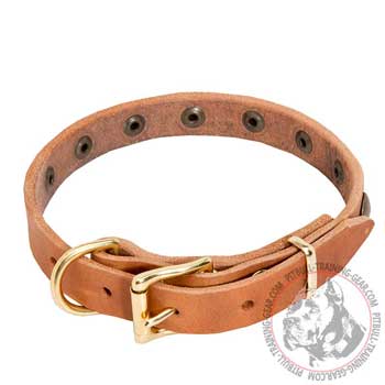 Leather Pitbull Collar with Brass Fittings