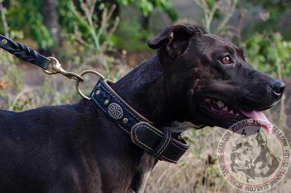 Nappa Padded Designer Leather Pitbull Collar for Stylish Walking