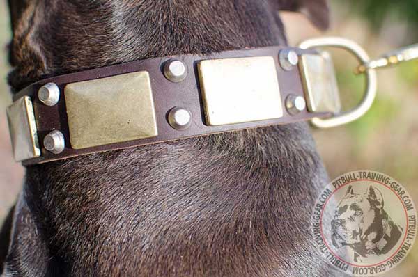 Designer Leather Pitbull Collar with Plates and Pyramids Designer Leather Pitbull Collar Decorated with Hand Set Plates and Pyramids