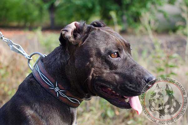 Handpainted Leather Dog Collar for Pitbull Breed