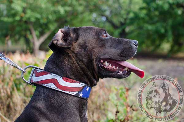 Handpainted Leather Dog Collar for Pitbull Breed