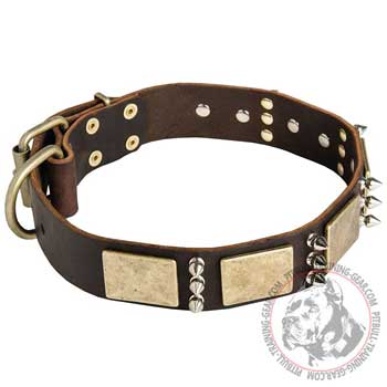 Pitbull Collar with Golden-Like Plates