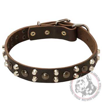 Pitbull Collar Decorated with Nickel Pyramids and Brass Half-Ball Studs