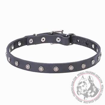 Pitbull collar with nickel plated stars adornment