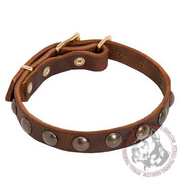 Pitbull Collar with Brass Decorations