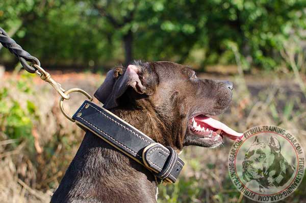 Walking Nappa Padded Leather Pitbull Collar Easy Adjustable