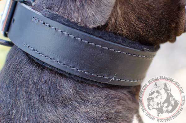 Felt Padded Leather Dog Collar for Pitbull Walking